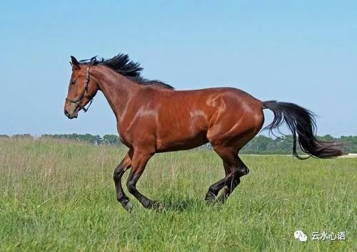 揭秘香港赛马会，探索特马赛事的奥秘与期待2023今晚香港开特马开什么12月21日