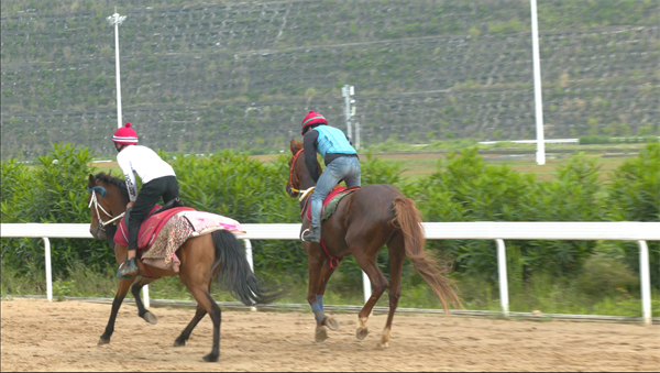 香港2023最准马资料免费，探索真实的赛马资讯世界香港2023最准马资料免费12生肖表