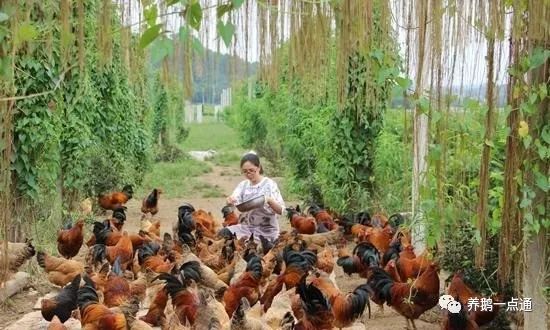 致富网6269，探索新时代的财富之路三农养殖致富网