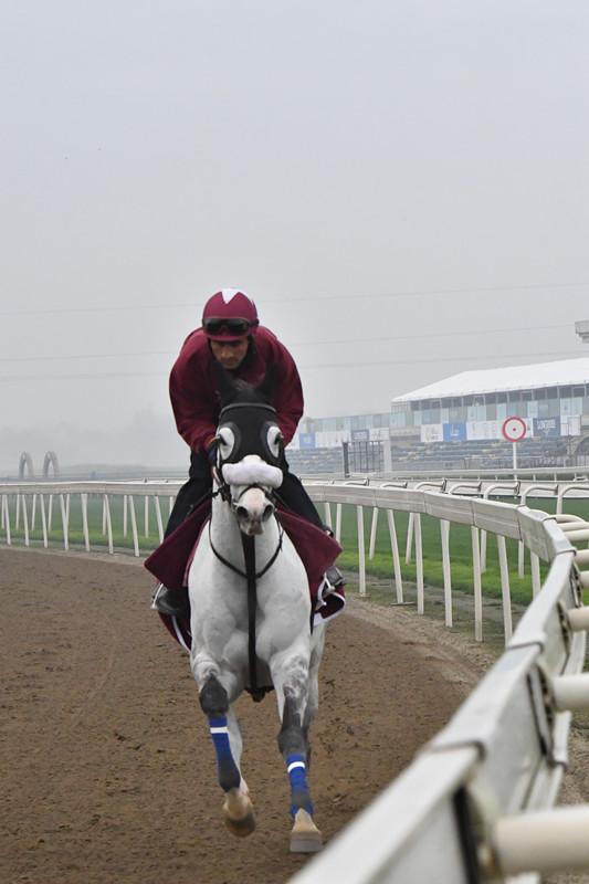 探索香港马会内部资料，揭秘赛马运动的秘密（2021年免费版）香港马资料大全2019