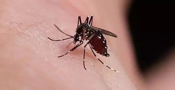 澳门六月天气的特点，闷热、蚊子咬及其原因澳门6月天气是否闷热了呢为什么还有蚊子咬人